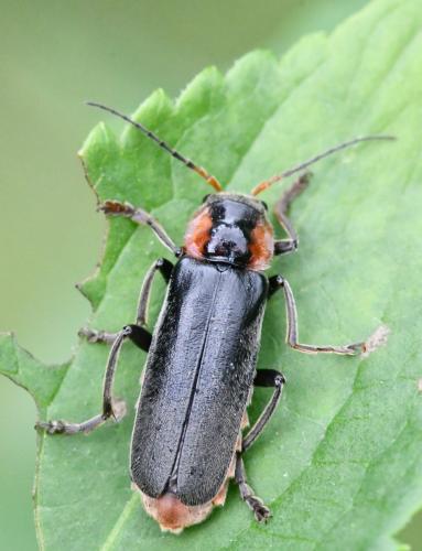 Cantharis fusca